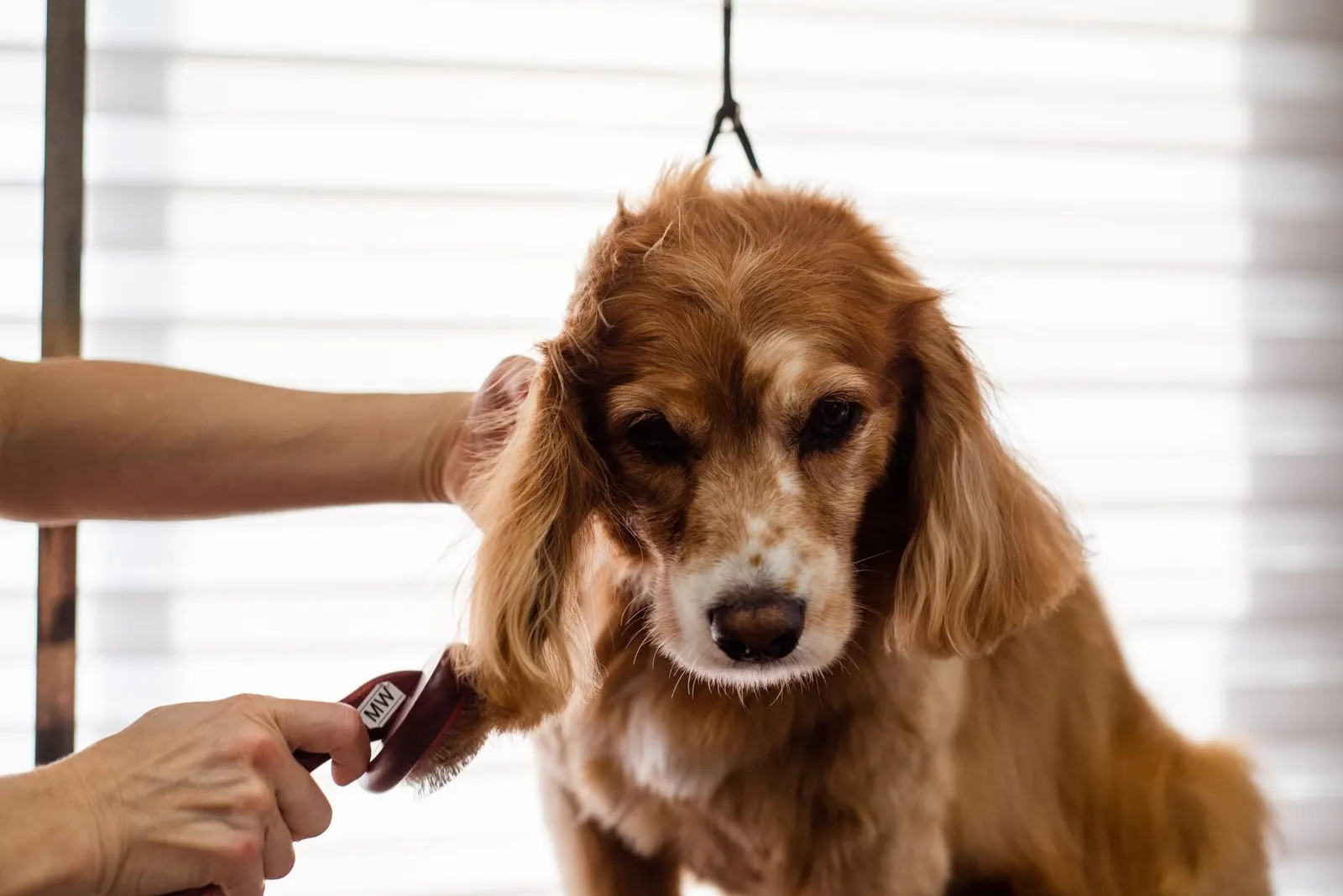 Cocker spaniel toiletté avec soin par une professionnelle