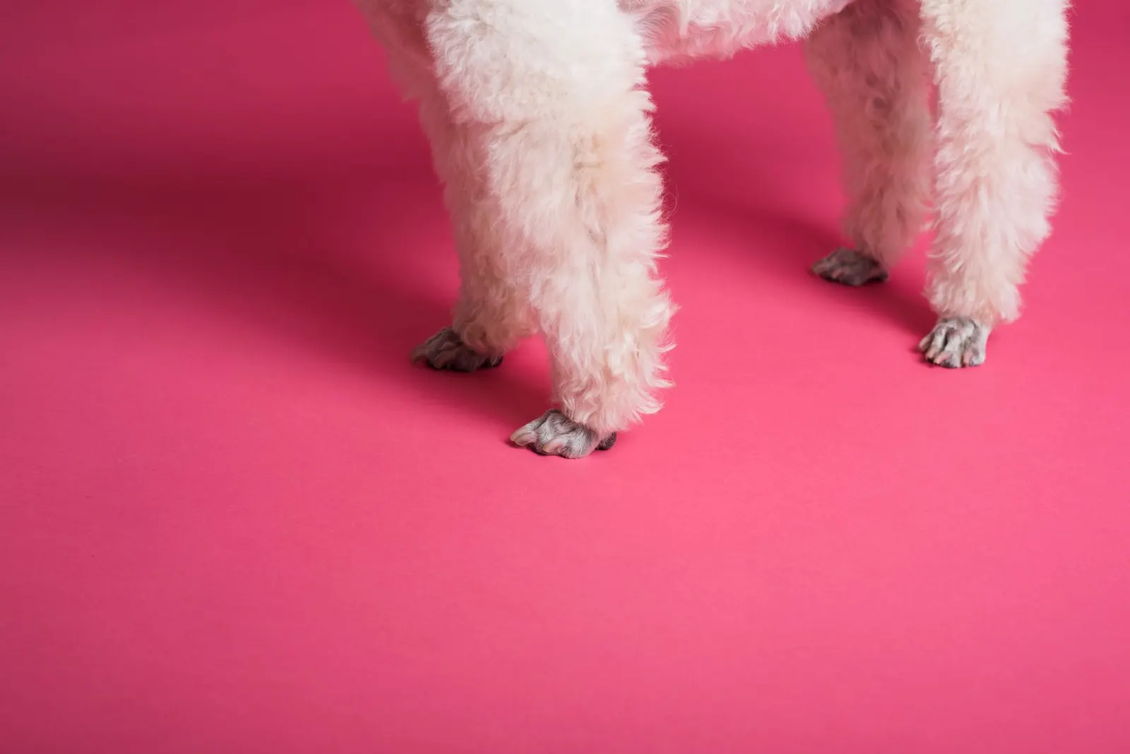 Pattes soignées d'un caniche sur fond rose en studio