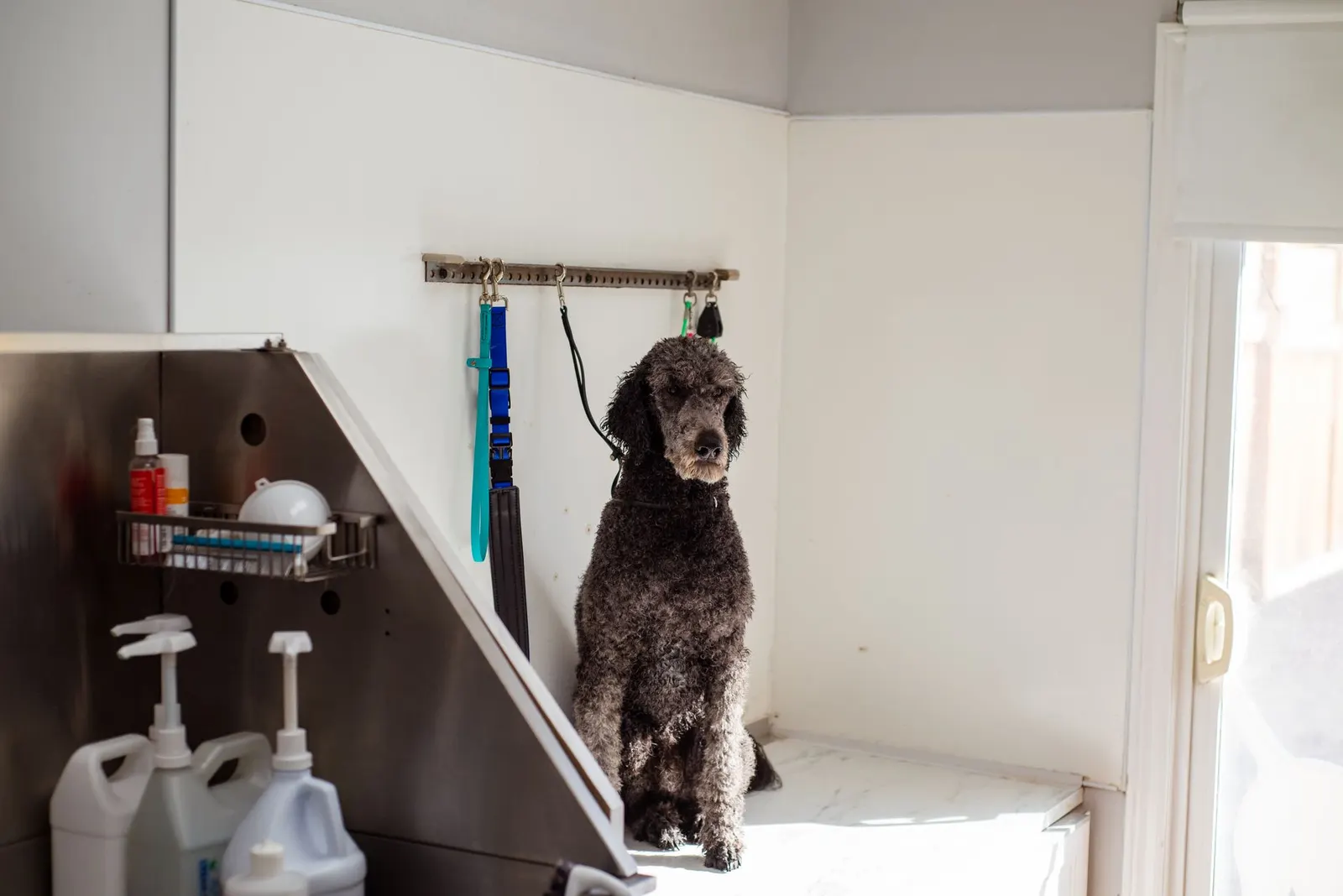 Caniche assis patiemment dans le salon de toilettage