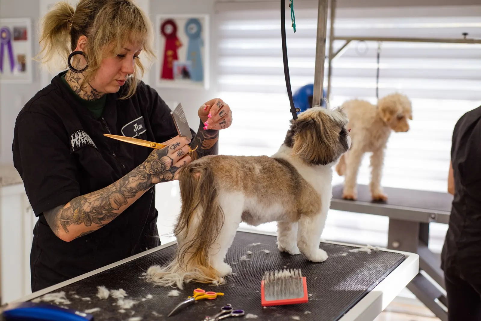 Toiletteuse coiffant un Shih Tzu pendant qu'un autre chien attend